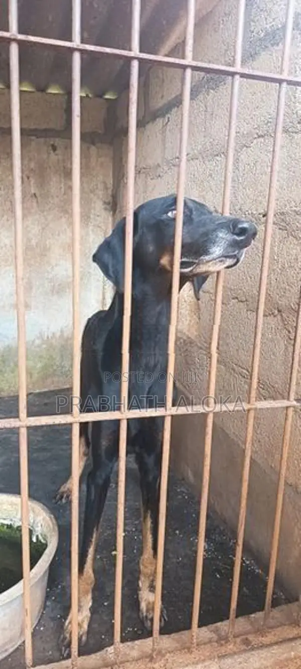 Doberman Dog