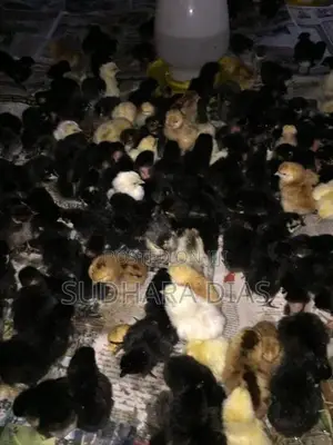 ගම් කිකිළි පැටව්