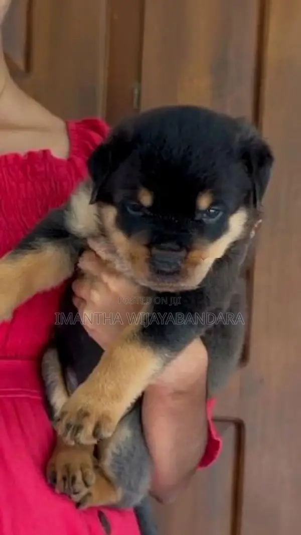 Rottweiler Puppy