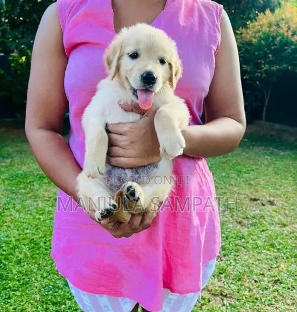 Golden Retriever
