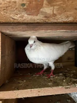 Pigeons