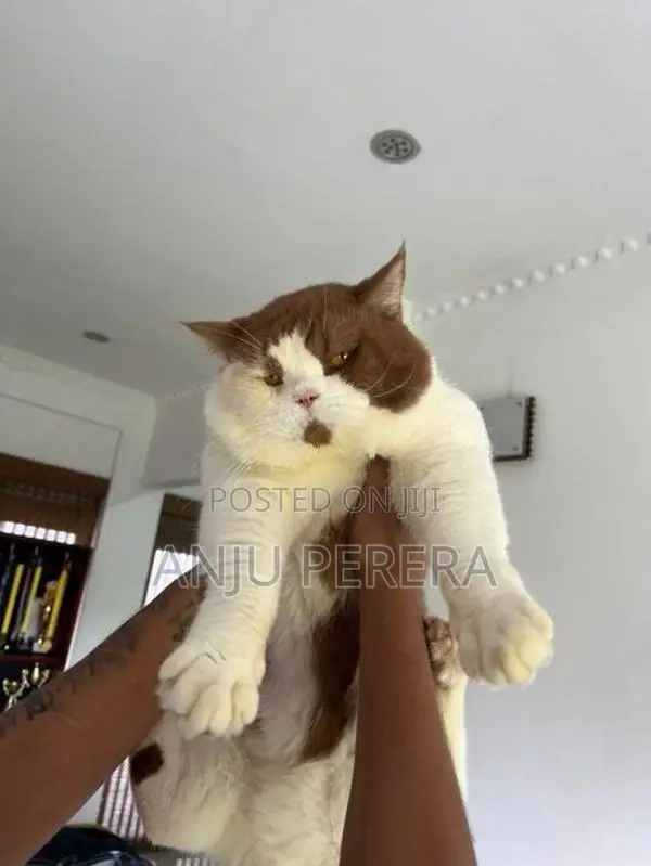 British Shorthair Male