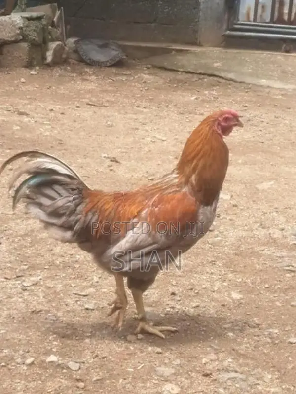 Rooster