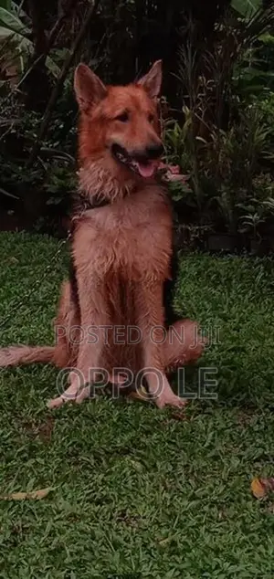 Lion Shepard Dog