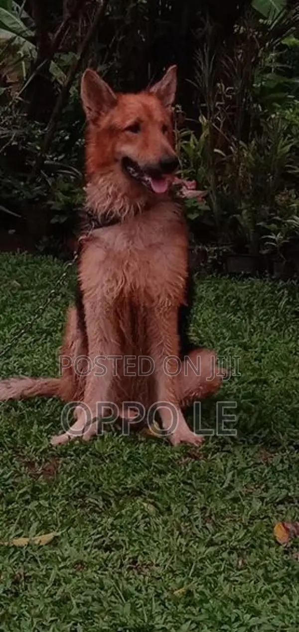 Lion Shepard Dog