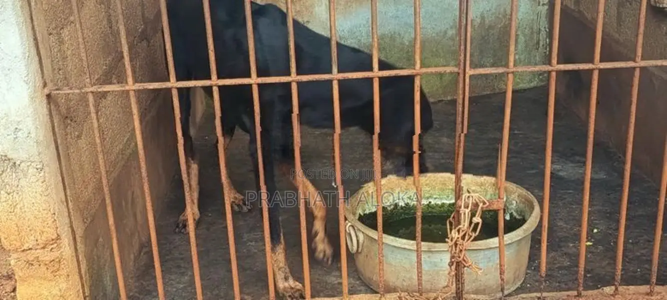 Doberman Dog