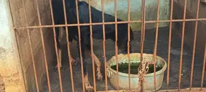 Doberman Dog