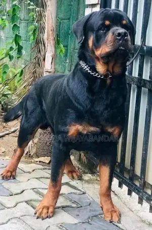 Rottweiler Puppy