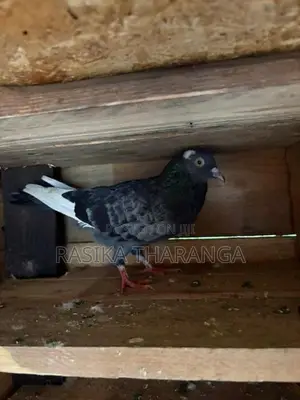 Pigeons
