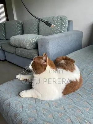 British Shorthair Male