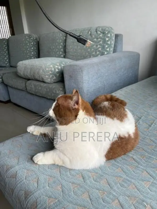 British Shorthair Male