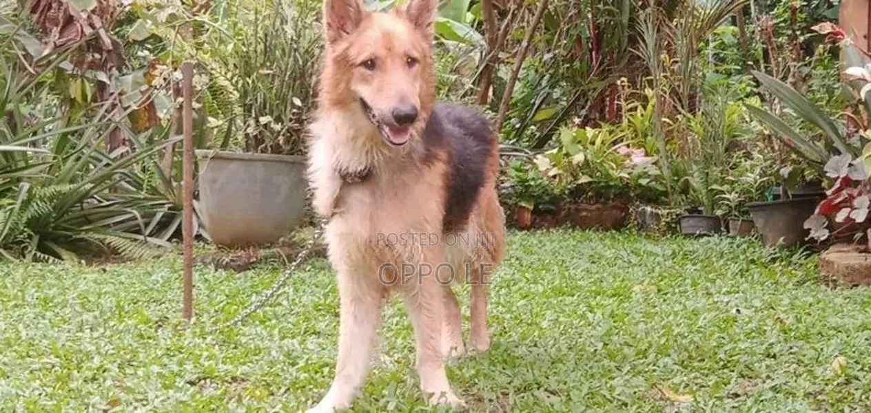 Lion Shepard Dog