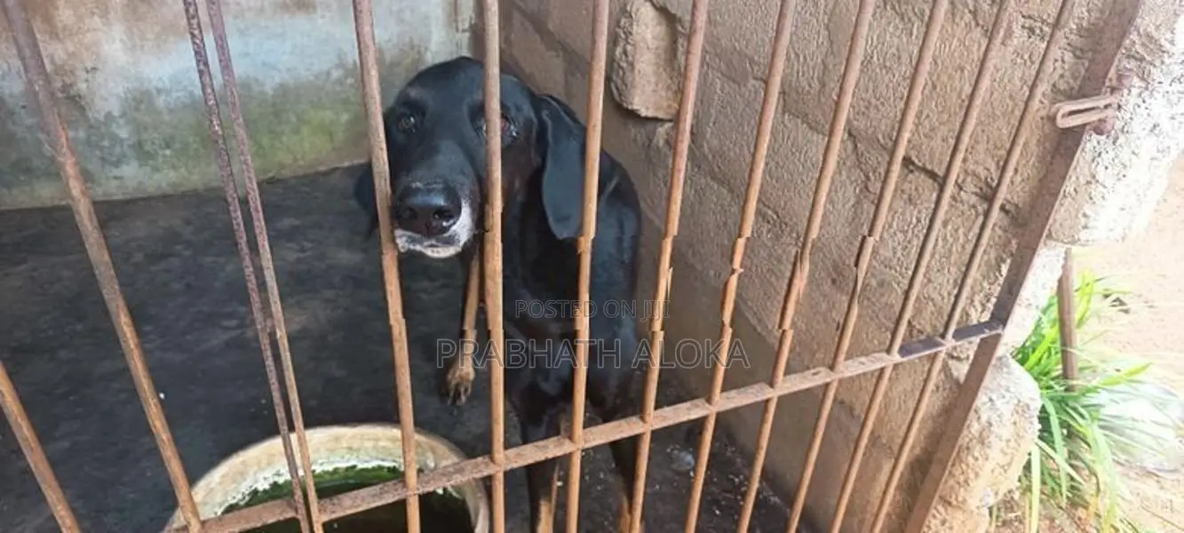 Doberman Dog