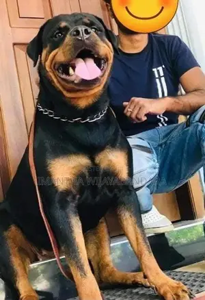 Rottweiler Puppy