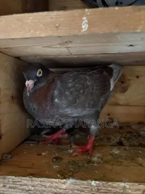 Pigeons