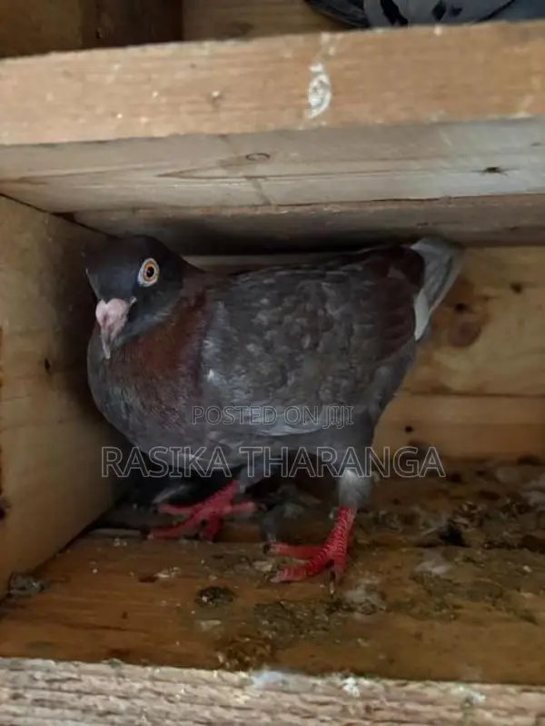 Pigeons