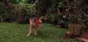 Lion Shepard Dog