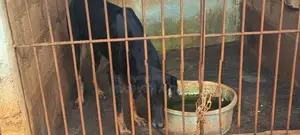 Doberman Dog
