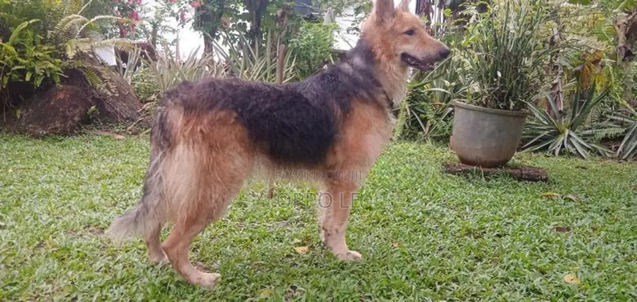 Lion Shepard Dog