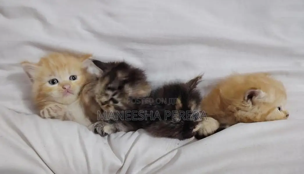 Persian Cats