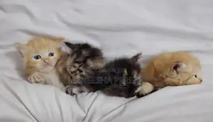 Persian Cats
