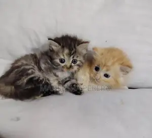 Persian Cats