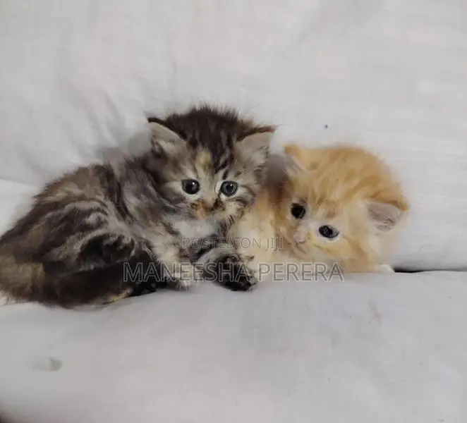 Persian Cats