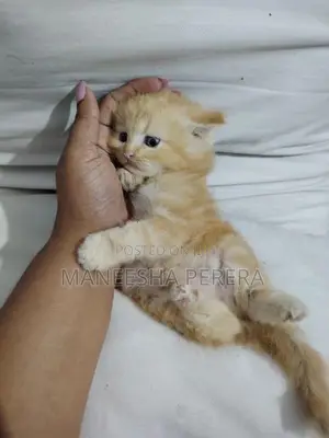 Persian Cats