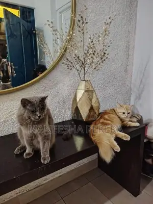Persian Cats
