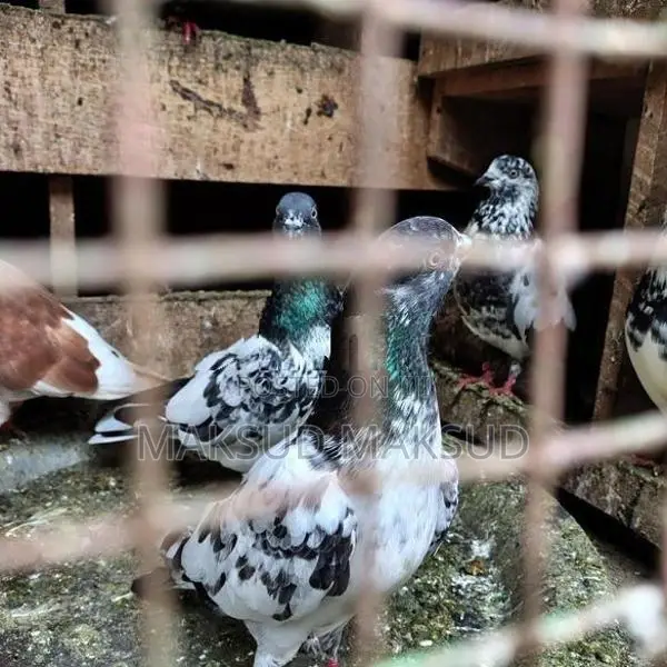 Pigeons