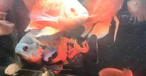 Oscar Fish