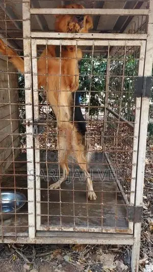 German Shepherd Female Dog