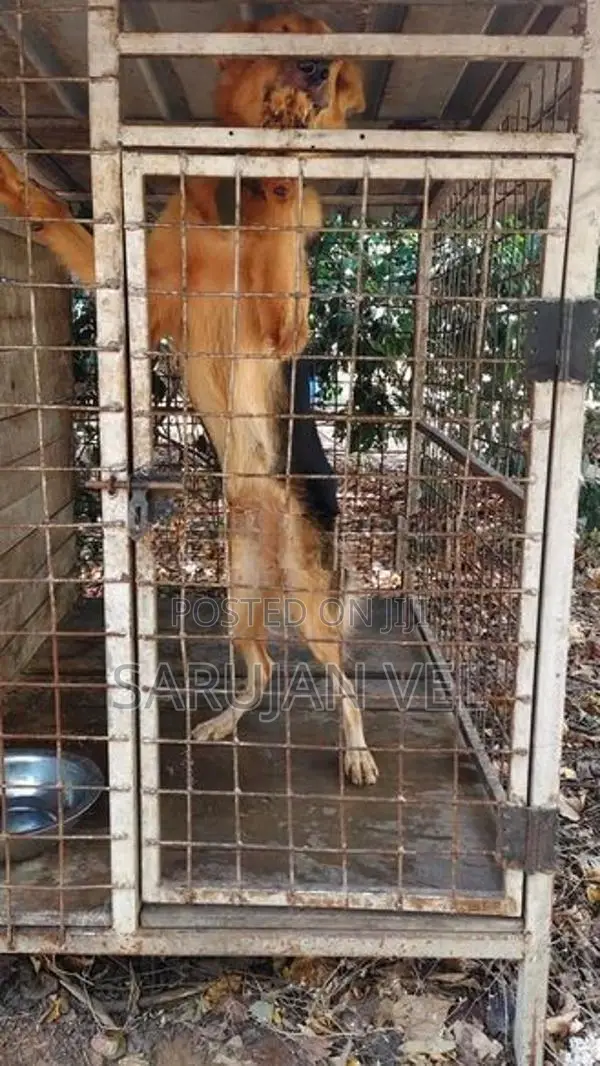 German Shepherd Female Dog