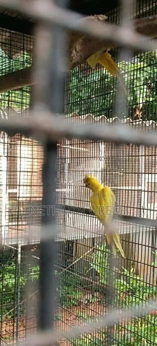 Ringneck Parrot