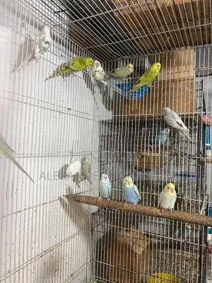 Love Birds