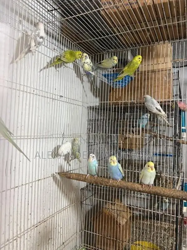 Love Birds