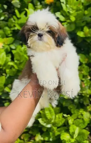 Shih-Tzu Puppies