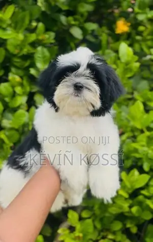 Shihtzu Puppies