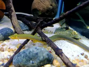 Rope Fish