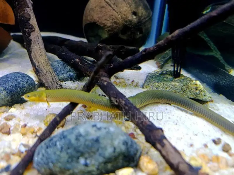 Rope Fish