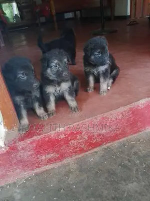 German Shepherd Puppy