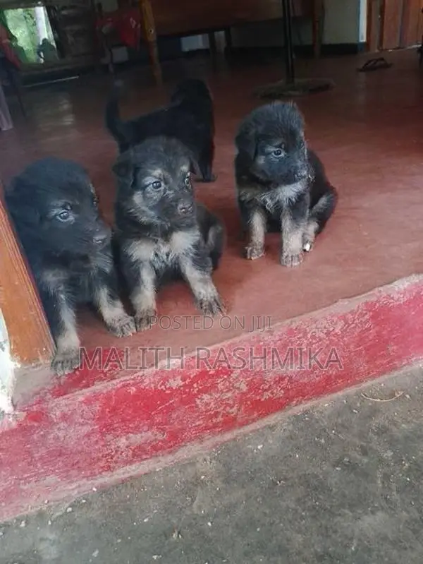 German Shepherd Puppy