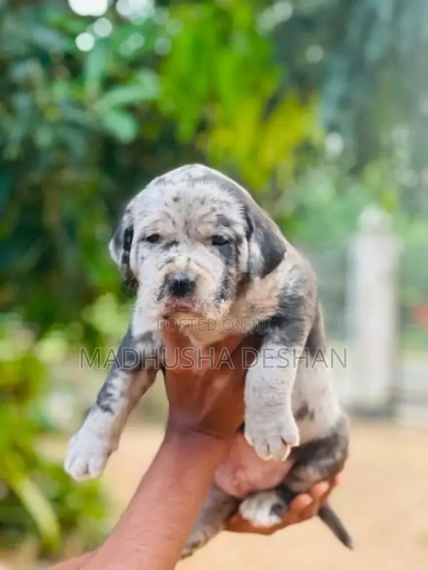 American Bully Puppies