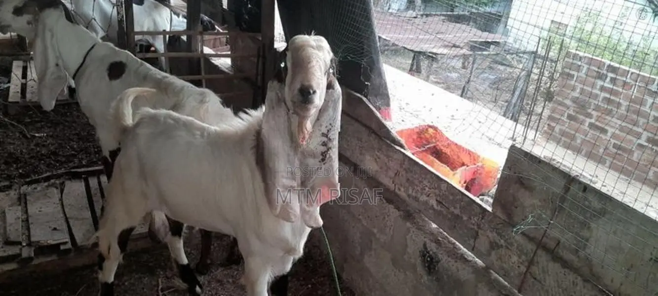 ஜமுனா பாரி கிடாய்