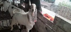 ஜமுனா பாரி கிடாய்