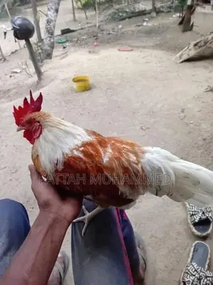 Bantam Rooster