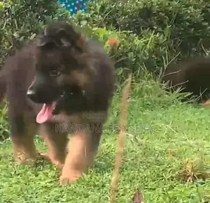 German Shepherd Puppy