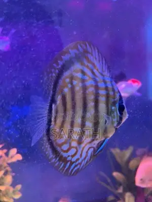 Discus 12CM Pair