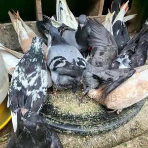 Pigeons