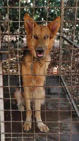 German Shepherd Female Dog